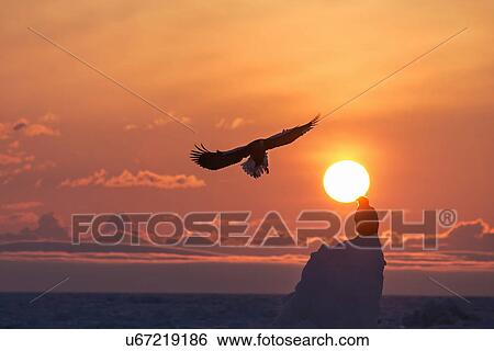 Stock Photograph - Steller's Eagle with outstretched wings, silhouetted against beautiful sunrise sky, flying towards another Steller's Sea Eagle perched on snowy pillar in the frozen sea, silhouetted against the rising sun, Rausu, Shiretoko Peninsula, Hokkaido, Japan. Fotosearch