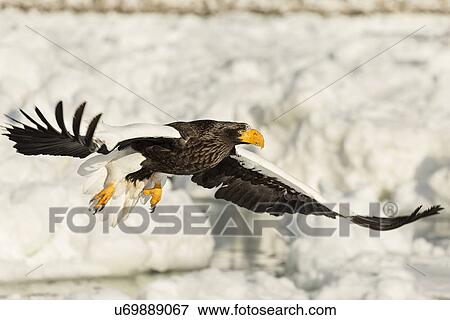 Steller's Sea eagle flying with outstretched wings and talons above sea ice, and snow preparing to grab prey, Rausu, Shiretoko Peninsula, Hokkaido, Japan View Large Photo Image Stock Photo - Steller's Sea eagle flying with outstretched wings and talons above sea ice, and snow preparing to grab prey, Rausu, Shiretoko Peninsula, Hokkaido, Japan. Fotosearch