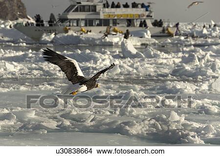 Picture - Steller's Sea eagle with outstretched wings flying above sea ice and snow, with tourist cruise boat in background, Rausu, Shiretoko Peninsula, Hokkaido, Japan. Fotosearch