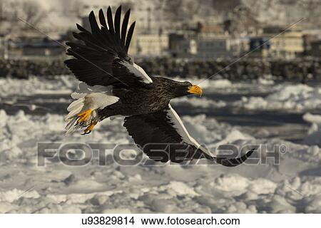 Steller's Sea eagle with outstretched wings flying above sea ice and snow, with Rausu harbour buildings and snowy hills beyond in background, Rausu, Hokkaido, Japan View Large Photo Image Picture - Steller's Sea eagle with outstretched wings flying above sea ice and snow, with Rausu harbour buildings and snowy hills beyond in background, Rausu, Hokkaido, Japan. Fotosearch