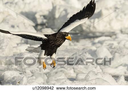 Stock Image - Steller's Sea eagle with outstretched wings and talons above sea ice, and snow preparing to grab prey, Rausu, Shiretoko Peninsula, Hokkaido, Japan. Fotosearch