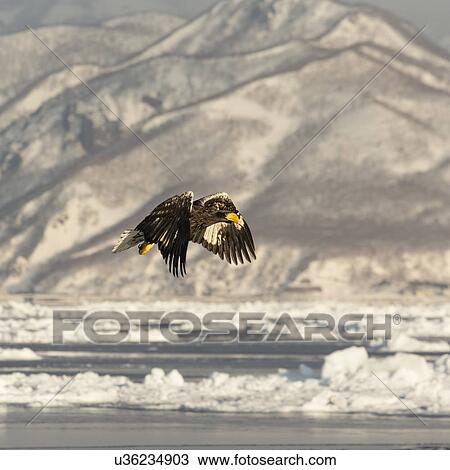 Steller's Sea eagle with outstretched wings flying above sea ice and snow, with snow-covered hills in background, Rausu, Hokkaido, Japan View Large Photo Image Stock Image - Steller's Sea eagle with outstretched wings flying above sea ice and snow, with snow-covered hills in background, Rausu, Hokkaido, Japan. Fotosearch