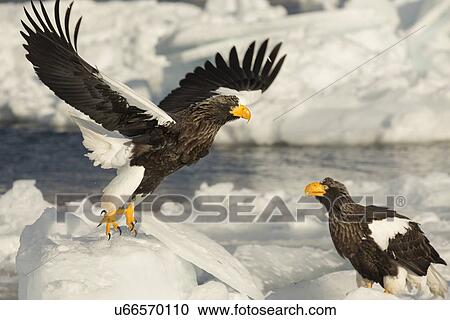 Steller's Sea eagle with outstretched wings just landing on sea ice, with second adult beside, side view, Rausu, Hokkaido, Japan View Large Photo Image Stock Image - Steller's Sea eagle with outstretched wings just landing on sea ice, with second adult beside, side view, Rausu, Hokkaido, Japan. Fotosearch
