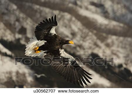 Stock Photo - Steller's Sea eagle with outstretched wings flying above sea ice and snow, with snow-covered hills in background, Rausu, Hokkaido, Japan. Fotosearch