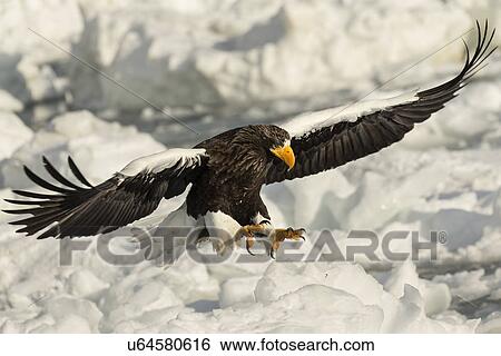 Steller's Sea eagle with outstretched wings and talons above sea ice, and snow preparing to grab prey, Rausu, Shiretoko Peninsula, Hokkaido, Japan View Large Photo Image Stock Photograph - Steller's Sea eagle with outstretched wings and talons above sea ice, and snow preparing to grab prey, Rausu, Shiretoko Peninsula, Hokkaido, Japan. Fotosearch