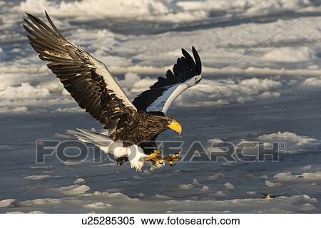 Stock Photography - Steller's Sea eagle with outstretched wings and talons about to land on sea ice, preparing to grab prey, Rausu, Hokkaido, Japan. Fotosearch