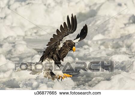 Stock Photography - Steller's Sea eagle with outstretched wings and talons above sea ice, and snow preparing to grab prey, Rausu, Shiretoko Peninsula, Hokkaido, Japan. Fotosearch