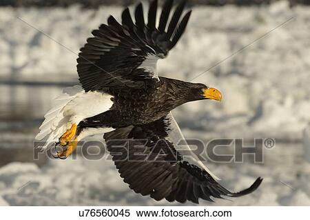Steller's Sea eagle with outstretched wings flying above sea ice and snow, Rausu, Hokkaido, Japan View Large Photo Image Stock Photography - Steller's Sea eagle with outstretched wings flying above sea ice and snow, Rausu, Hokkaido, Japan. Fotosearch