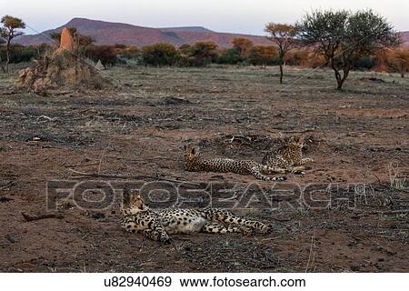 Stock Photo - Three cheetahs lying on their sides on sandy plain near acacia trees, termite mound and mountains beyond, sunset sky, Okonjima, Namibia, South West Africa. Fotosearch