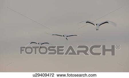 Three Red Crowned Cranes flying in late afternoon winter sunlight, frontal view, Akan, Hokkaido, Japan View Large Photo Image Stock Image - Three Red Crowned Cranes flying in late afternoon winter sunlight, frontal view, Akan, Hokkaido, Japan. Fotosearch