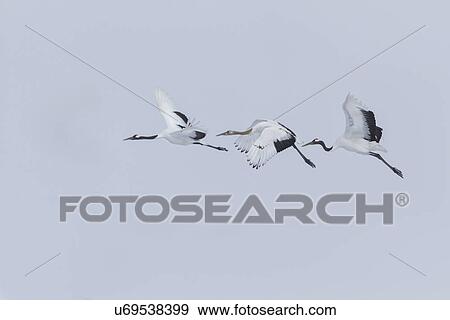 Stock Photo - Three Red Crowned Cranes flying in formation against blue sky, side view, Akan, Hokkaido, Japan. Fotosearch