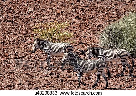 Three zebras walking n Namib desert with rocky terrain and euphorbia bushes, in early morning light, Palmwag Concession, Namibia, South West Africa View Large Photo Image Stock Image - Three zebras walking n Namib desert with rocky terrain and euphorbia bushes, in early morning light, Palmwag Concession, Namibia, South West Africa. Fotosearch