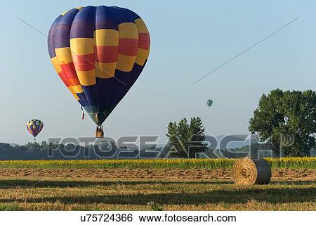Todi, Italy: July 17, 2013 - Todi Mongolfiere Hot Air Balloon Festival; hot air balloons in sky over freshly mown hay and sunflower fields of Middle Tiber Valley, with hilltop town of Todi in distance, in early morning sunshine, Umbria, Italy View Large Photo Image Stock Photograph - Todi, Italy: July 17, 2013 - Todi Mongolfiere Hot Air Balloon Festival; hot air balloons in sky over freshly mown hay and sunflower fields of Middle Tiber Valley, with hilltop town of Todi in distance, in early morning sunshine, Umbria, Italy. Fotosearch