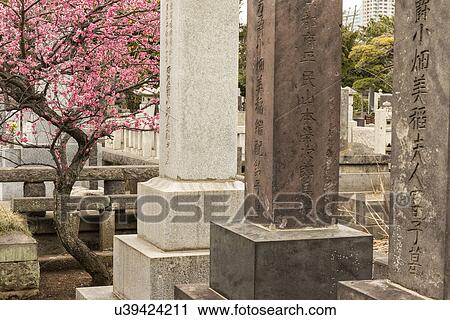 Stock Image - Tokyo, Japan: March 2, 2013 - Japanese gravestones in cemetery with beautiful surrounding landscaping of trees and bushes, with almond blossom in spring, Tokyo, Japan. Fotosearch