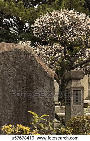 Tokyo, Japan: March 2, 2013 - Japanese gravestones in cemetery with beautiful surrounding landscaping of trees and bushes, with almond blossom in spring, Tokyo, Japan View Large Photo Image Stock Photo - Tokyo, Japan: March 2, 2013 - Japanese gravestones in cemetery with beautiful surrounding landscaping of trees and bushes, with almond blossom in spring, Tokyo, Japan. Fotosearch