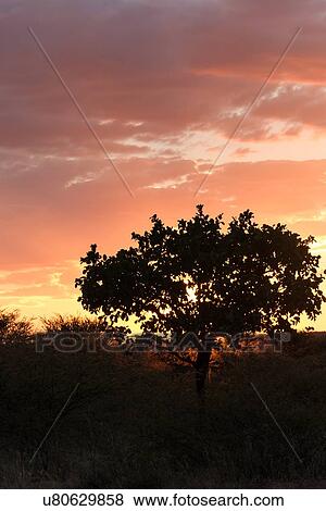 Stock Photo - Tree silhouetted against gorgeous red and yellow sunset sky, Okonjima, Namibia, South West Africa:. Fotosearch
