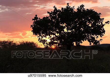 Tree silhouetted against gorgeous red and yellow sunset sky, Okonjima, Namibia, South West Africa: View Large Photo Image Stock Photography - Tree silhouetted against gorgeous red and yellow sunset sky, Okonjima, Namibia, South West Africa:. Fotosearch