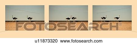 Stock Image - Triptych of ostrich pair running to the left in L image, running to meet each other in central image, running to the R in the right image, all alongside train tracks with sand below and sky above, Namib desert, Namibia, South West Africa. Fotosearch