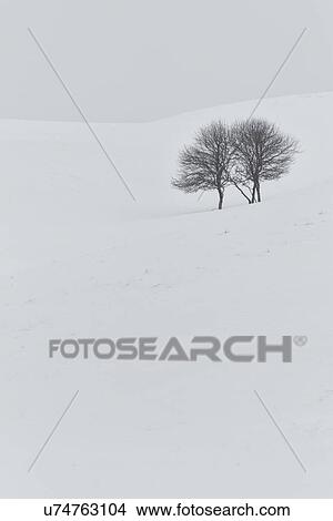Picture - Two bare cherry trees in distance with snowy surround, and pale sky, monochrome image, Akan, Hokkaido, Japan. Fotosearch