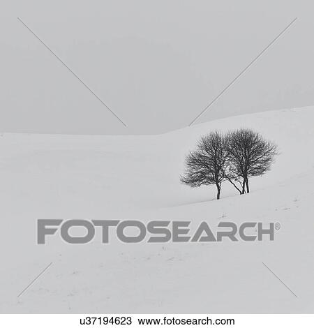 Stock Image - Two bare cherry trees in distance with snowy surround, and pale sky, monochrome image, Akan, Hokkaido, Japan. Fotosearch