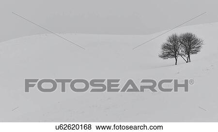 Stock Photo - Two bare cherry trees in distance with snowy surround, and pale sky, monochrome image, Akan, Hokkaido, Japan. Fotosearch