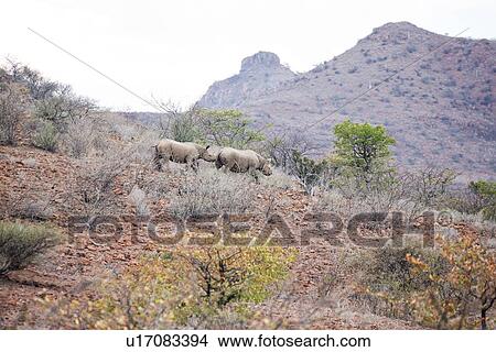 Picture - Two black desert rhino running alonghillside in typical terrain of bushes and rocky ground with Etendeka mountains beyond, Palmwag Concession, Damaraland, Namibia, South West Africa:. Fotosearch