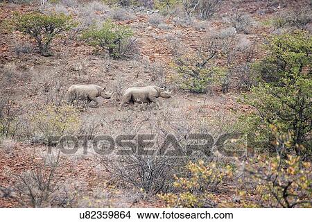 Picture - Two black desert rhino running alonghillside in typical terrain of bushes and rocky ground of Palmwag Concession, Damaraland, Namibia, South West Africa:. Fotosearch