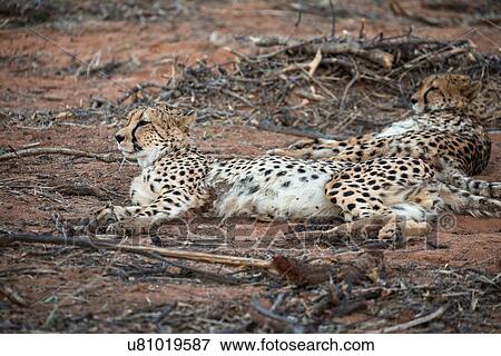 Stock Photo - Two cheetahs lying on their side, s looking off to the side, close up view, Okonjima, Namibia, South West Africa. Fotosearch