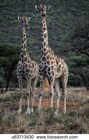 Stock Image - Two giraffes standing together on grassy plain, looking directly at viewer, with background of tree covered hillside, Okonjima, Namibia, South West Africa. Fotosearch