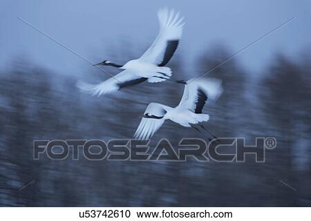 Stock Image - Two Red Crowned Cranes flying at twilight: motion blur effect against forest background, Akan, Hokkaido, Japan. Fotosearch
