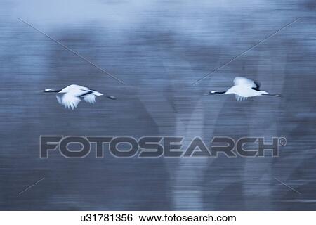 Two Red Crowned Cranes flying at twilight: motion blur effect against forest background, Akan, Hokkaido, Japan View Large Photo Image Stock Photograph - Two Red Crowned Cranes flying at twilight: motion blur effect against forest background, Akan, Hokkaido, Japan. Fotosearch