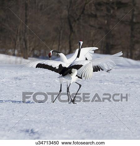 Stock Image - Two Red Crowned Cranes in courtship display with wings extended and bowing, sunny with snow on ground, forest in background, Akan, Hokkaido, Japan. Fotosearch