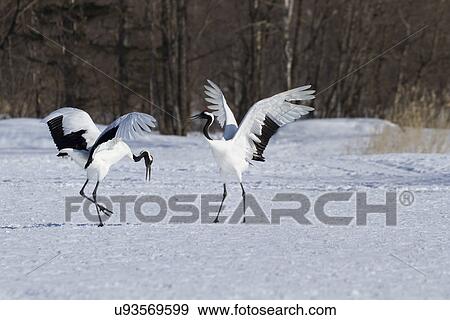Two Red Crowned Cranes in courtship display with wings extended and bowing, sunny with snow on ground, forest in background, Akan, Hokkaido, Japan View Large Photo Image Stock Photo - Two Red Crowned Cranes in courtship display with wings extended and bowing, sunny with snow on ground, forest in background, Akan, Hokkaido, Japan. Fotosearch