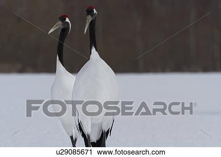 Stock Image - Two Red Crowned Cranes standing in snowy weather, front view detail, with forest in background, Akan, Hokkaido, Japan. Fotosearch