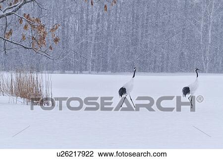Stock Image - Two Red Crowned Cranes walking in snowy weather with single oak tree with red leaves, clump of reddish reeds, and forest beyond, Akan, Hokkaido, Japan. Fotosearch
