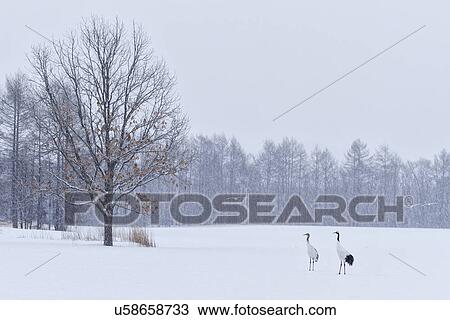 Stock Image - Two Red Crowned Cranes walking in snowy weather with single oak tree with red leaves, clump of reddish reeds, and forest beyond, Akan, Hokkaido, Japan. Fotosearch