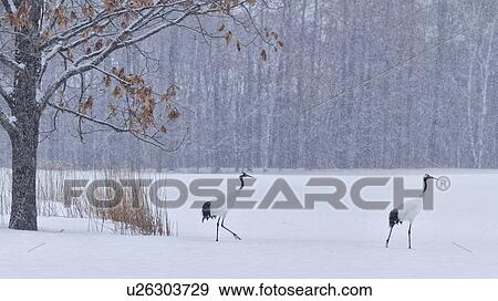 Two Red Crowned Cranes walking in snowy weather with single oak tree with red leaves, clump of reddish reeds, and forest beyond, Akan, Hokkaido, Japan View Large Photo Image Stock Photo - Two Red Crowned Cranes walking in snowy weather with single oak tree with red leaves, clump of reddish reeds, and forest beyond, Akan, Hokkaido, Japan. Fotosearch