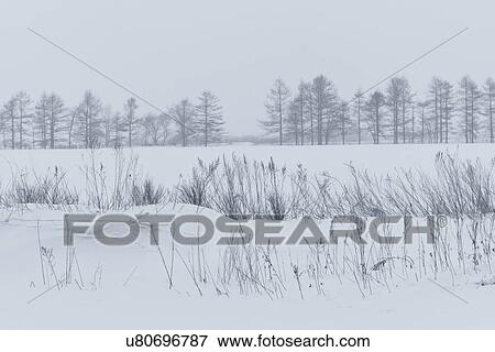 Two rows of reeds in foreground and beyond, with row of bare trees in distance with snowy surround, and pale sky, monochrome image, Akan, Hokkaido, Japan View Large Photo Image Stock Photo - Two rows of reeds in foreground and beyond, with row of bare trees in distance with snowy surround, and pale sky, monochrome image, Akan, Hokkaido, Japan. Fotosearch