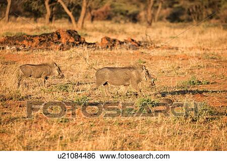 Stock Photograph - Two warthogs running on plain with surrounding trees, golden late afternoon light, side view, close up, Okonjima, Namibia, South West Africa. Fotosearch