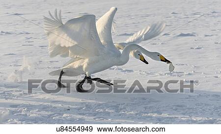 Two Whooper swans flighting over bread while running along frozen Lake Kussharo, close view, Lake Kussharo, Hokkaido, Japan View Large Photo Image Stock Photo - Two Whooper swans flighting over bread while running along frozen Lake Kussharo, close view, Lake Kussharo, Hokkaido, Japan. Fotosearch