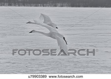 Stock Photo - Two Whooper swans in flight over snowy frozen lake, monochrome close up, Lake Kussharo, Hokkaido, Japan. Fotosearch