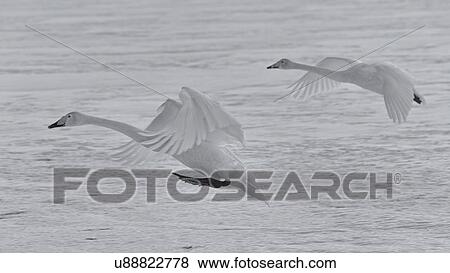 Two Whooper swans in flight over snowy frozen lake, monochrome close up, Lake Kussharo, Hokkaido, Japan View Large Photo Image Stock Photo - Two Whooper swans in flight over snowy frozen lake, monochrome close up, Lake Kussharo, Hokkaido, Japan. Fotosearch