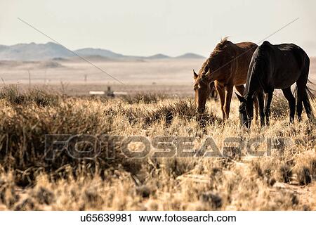 Two wild horses grazing on dry grasses in Namib desert, with mountains beyond, Namibia, South West Africa View Large Photo Image Stock Image - Two wild horses grazing on dry grasses in Namib desert, with mountains beyond, Namibia, South West Africa. Fotosearch