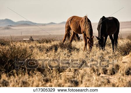 Two wild horses grazing on dry grasses in Namib desert, with mountains beyond, Namibia, South West Africa View Large Photo Image Stock Photo - Two wild horses grazing on dry grasses in Namib desert, with mountains beyond, Namibia, South West Africa. Fotosearch