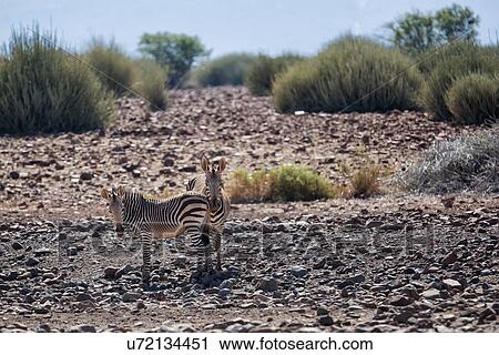 Two zebras standing in Namib desert with rocky terrain and euphorbia