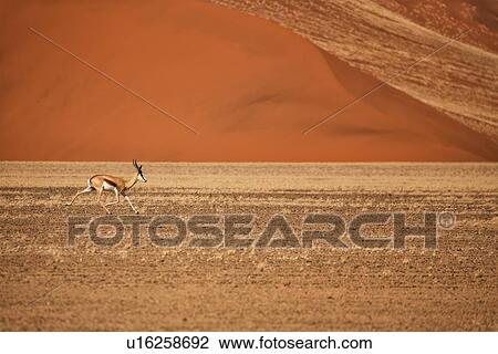 Stock Image - View of impala running in front of red sand dune with different tones in shadow of early morning sunlight, and sand being blown by winds, Namib desert, Namibia, South West Africa. Fotosearch