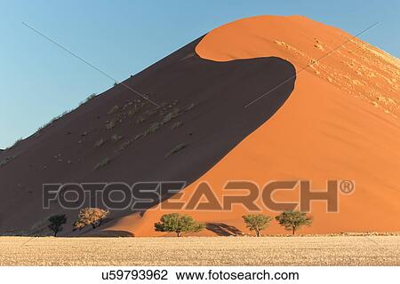 View of lines of red sand dune with different tones in shadow of late afternoon sunlight, trees at base, blue sky above, Namib desert, Namibia, South West Africa View Large Photo Image Stock Image - View of lines of red sand dune with different tones in shadow of late afternoon sunlight, trees at base, blue sky above, Namib desert, Namibia, South West Africa. Fotosearch