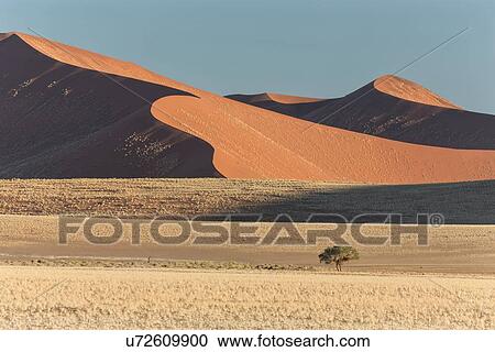 Stock Image - View of lines of red sand dune with different tones in shadow of late afternoon sunlight, single tree in foreground, blue sky above, Namib desert, Namibia, South West Africa. Fotosearch