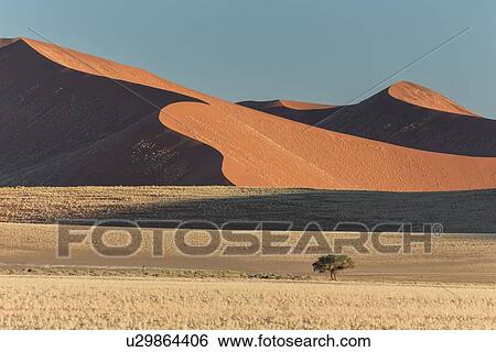 Stock Photograph - View of lines of red sand dune with different tones in shadow of late afternoon sunlight, single tree in foreground, blue sky above, Namib desert, Namibia, South West Africa. Fotosearch