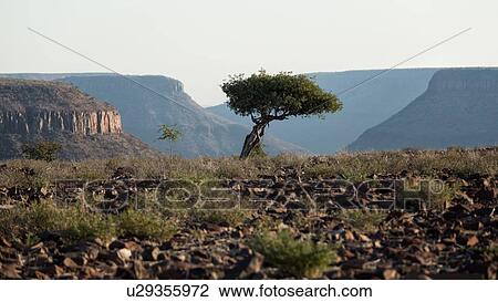 Stock Image - View of single acacia at edge of Grootberg Canyon with haze over layers of mountains on either side, late afternoon sun, Palmwag Concession, Damaraland, Namibia, South West Africa. Fotosearch
